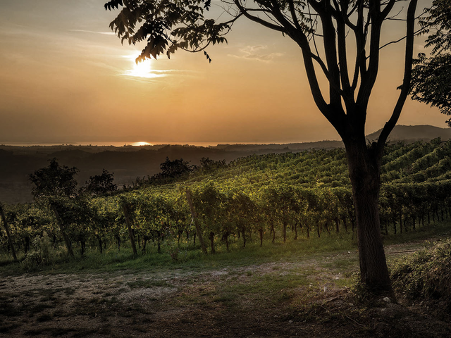 De buris vignes