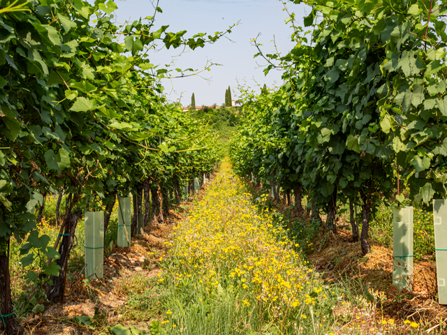 Vigne montenisa