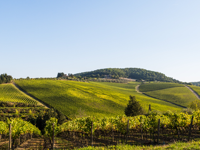 Tignanello