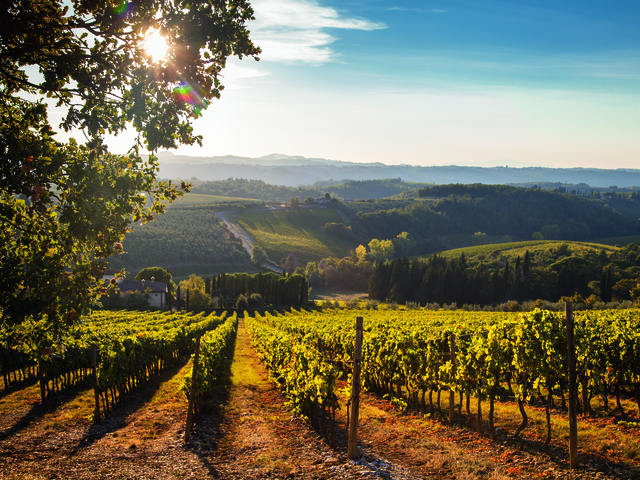 TENUTA TIGNANELLO ANTINORI -