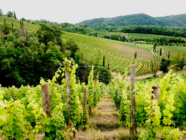 Jermann vigne