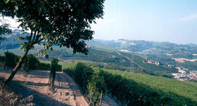 Piemonte / Piémont - Vin Italien - Raffin Vini