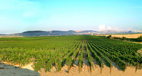 Puglia / Pouilles - Vins Italien - Raffin Vini