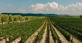 Puglia / Pouilles - Vins Italien - Raffin Vini