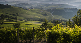 Piemonte / Piémont - Vin Italien - Raffin Vini