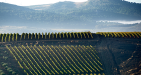 Sicilia / Sicile - Vins Italien - Raffin Vini