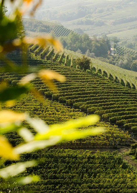 Champs de vignes - Raffin Vini